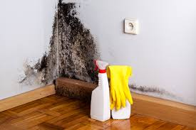 Best Commercial Mold Inspection  in Blue Jay, OH